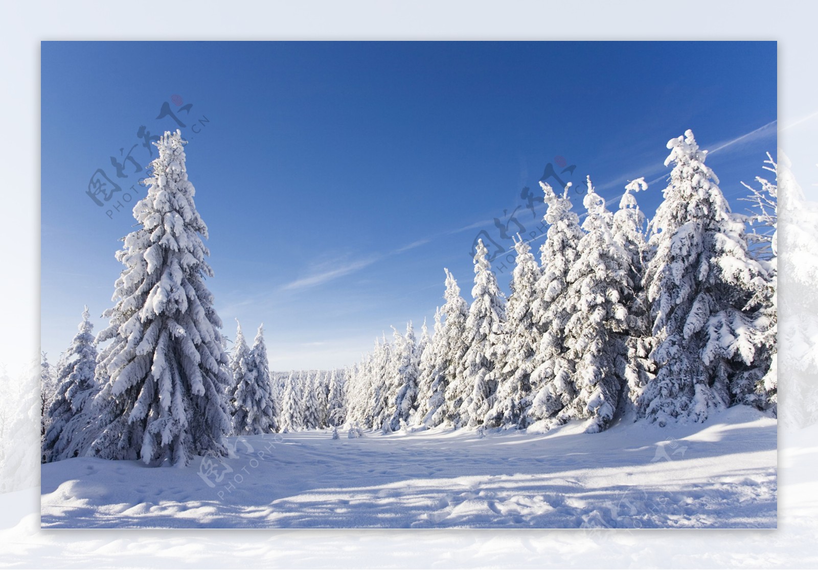 美丽树木雪地风景