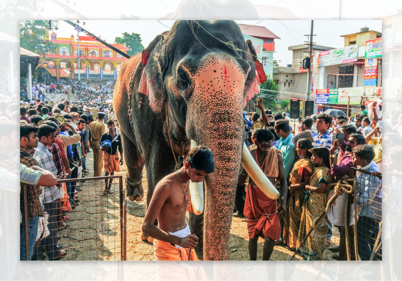 印度大象摄影图片