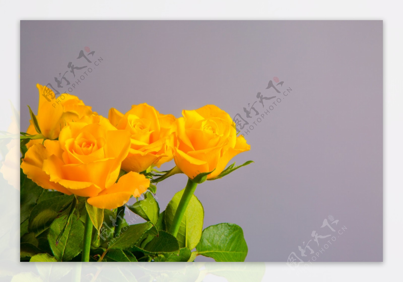 鲜艳黄玫瑰花图片