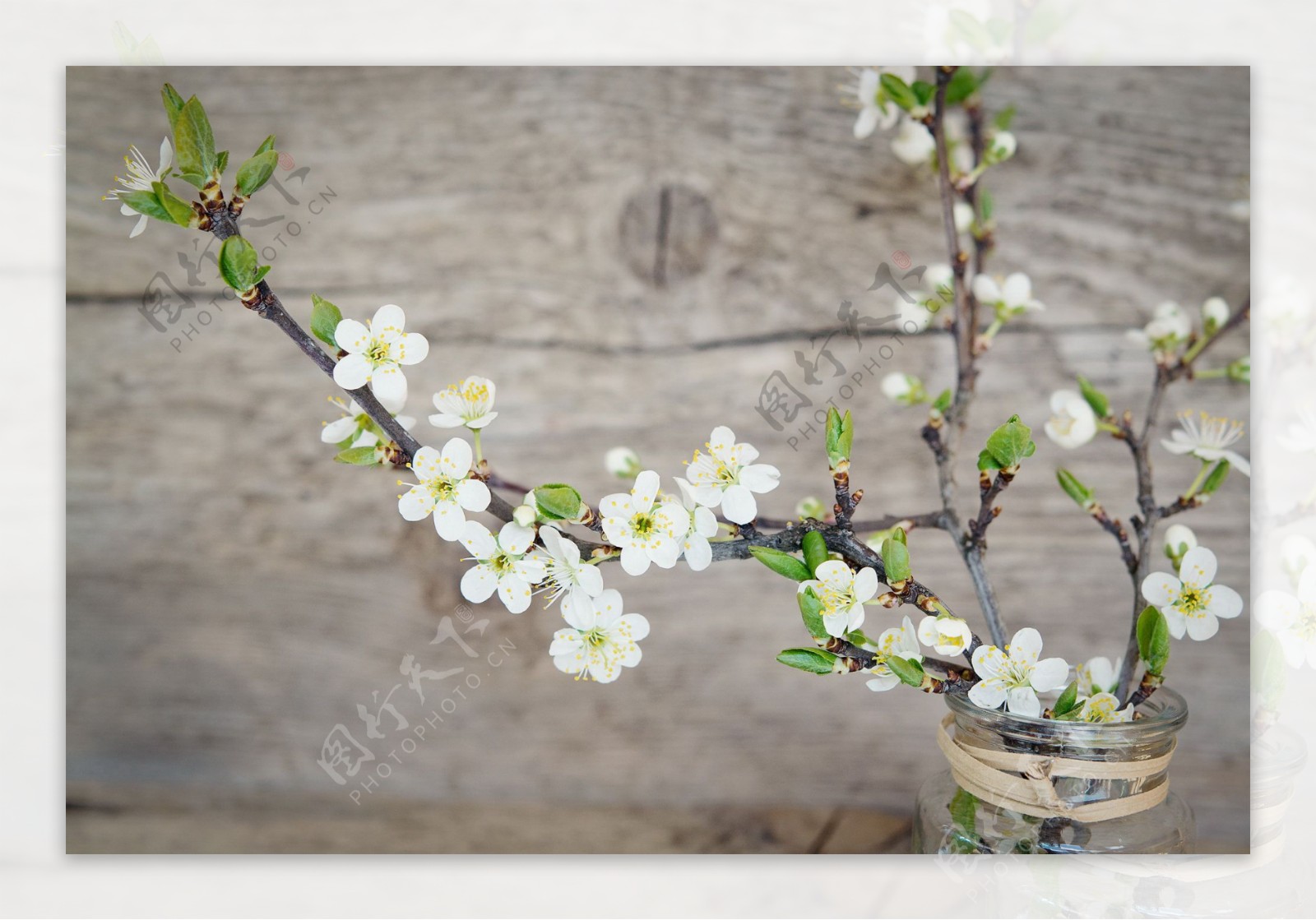 白色樱花图片