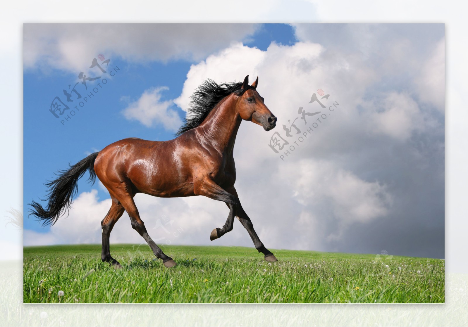 草原上奔跑的马图片