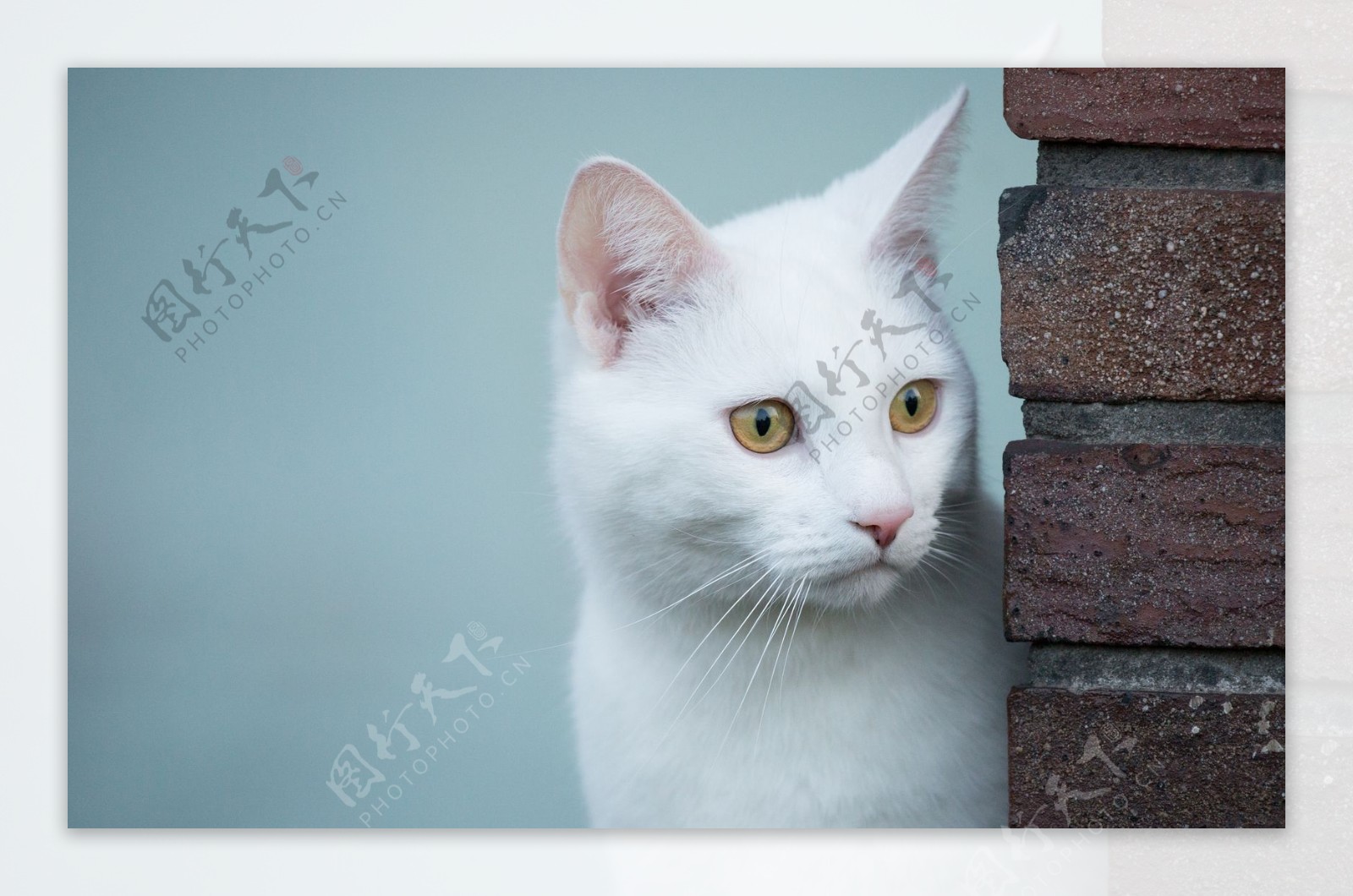 可爱白色小猫图片