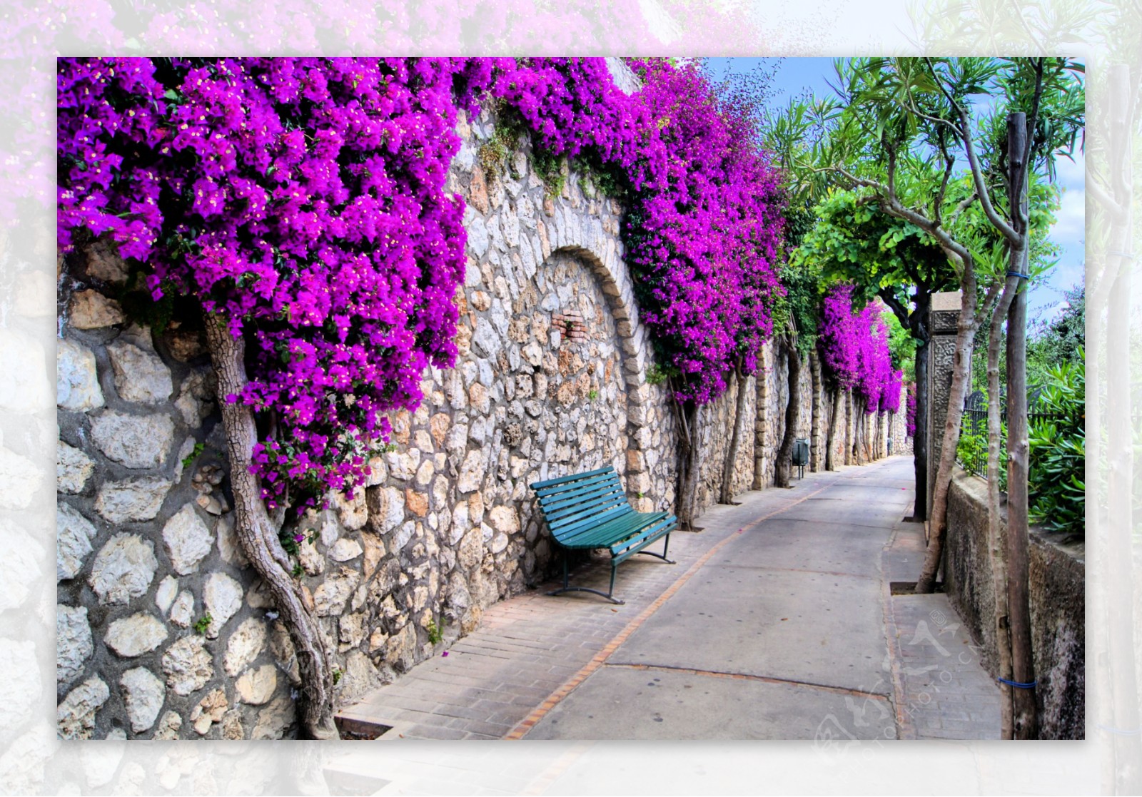 庭院小路紫色爬墙虎图片素材