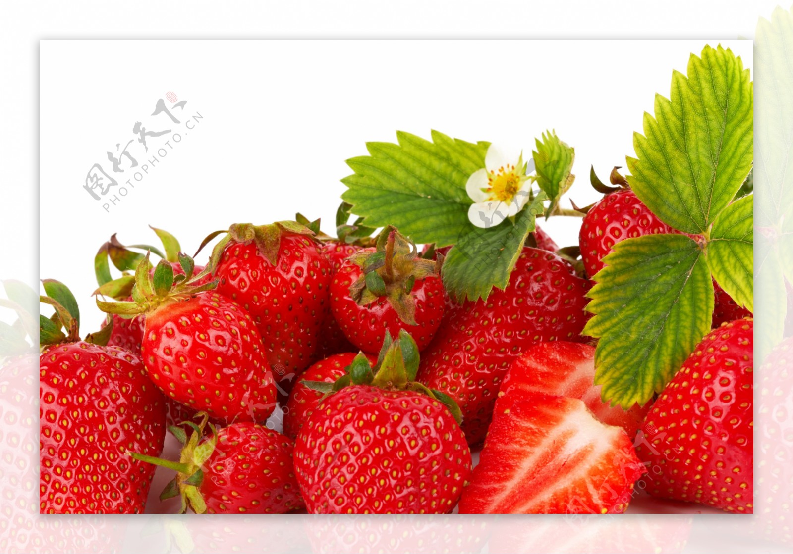 草莓花朵与草莓图片