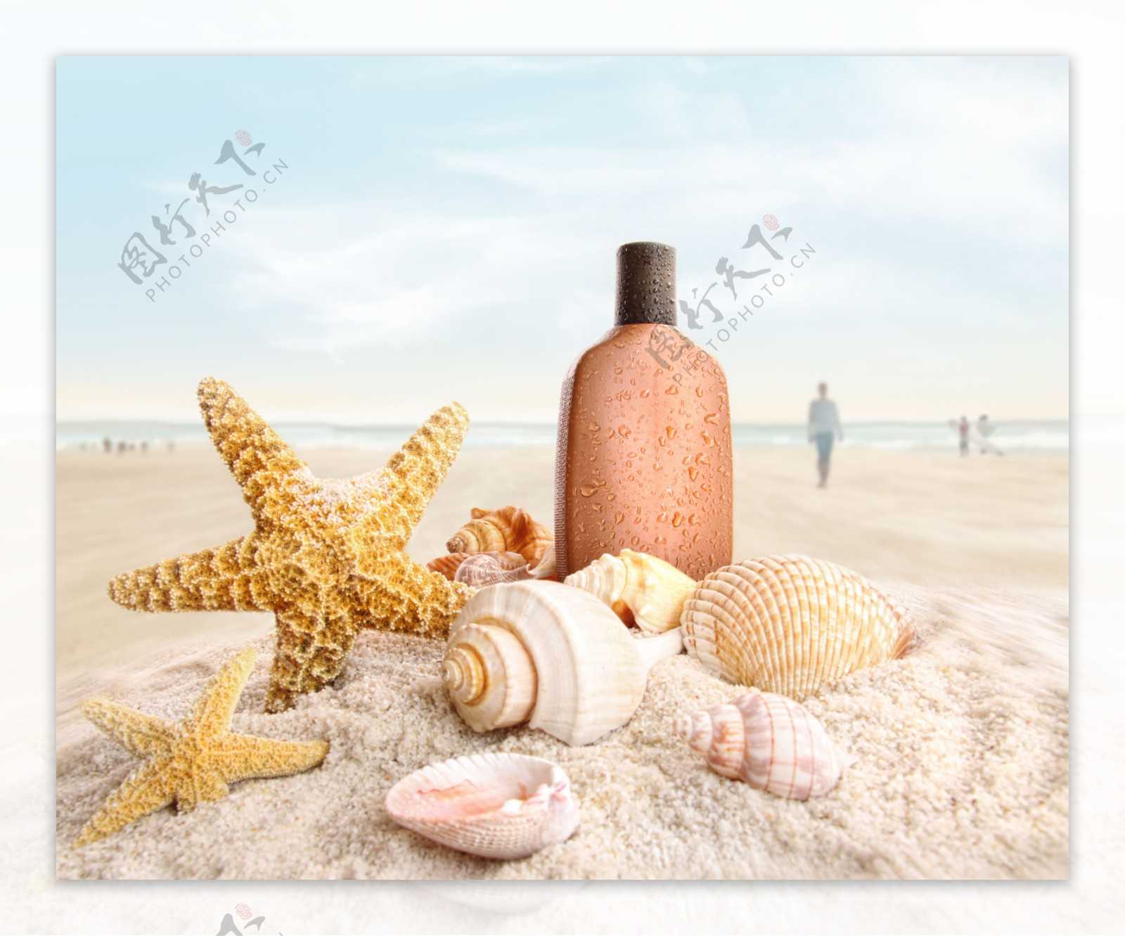 海洋海星贝壳沙滩图片