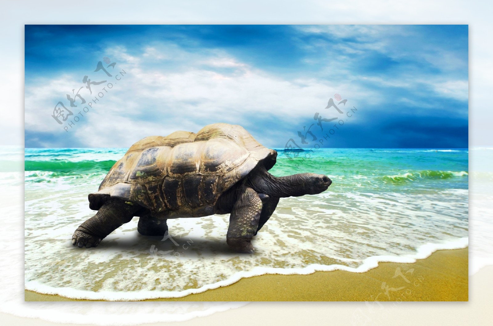 海边动物乌龟海龟蓝天海水沙滩