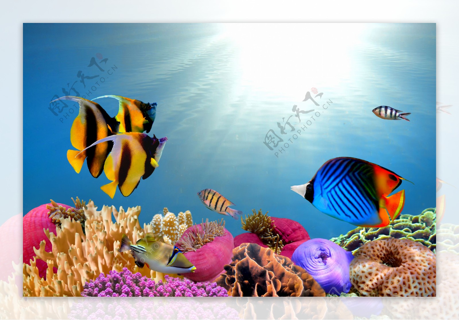 海底世界生物鱼类高清图片