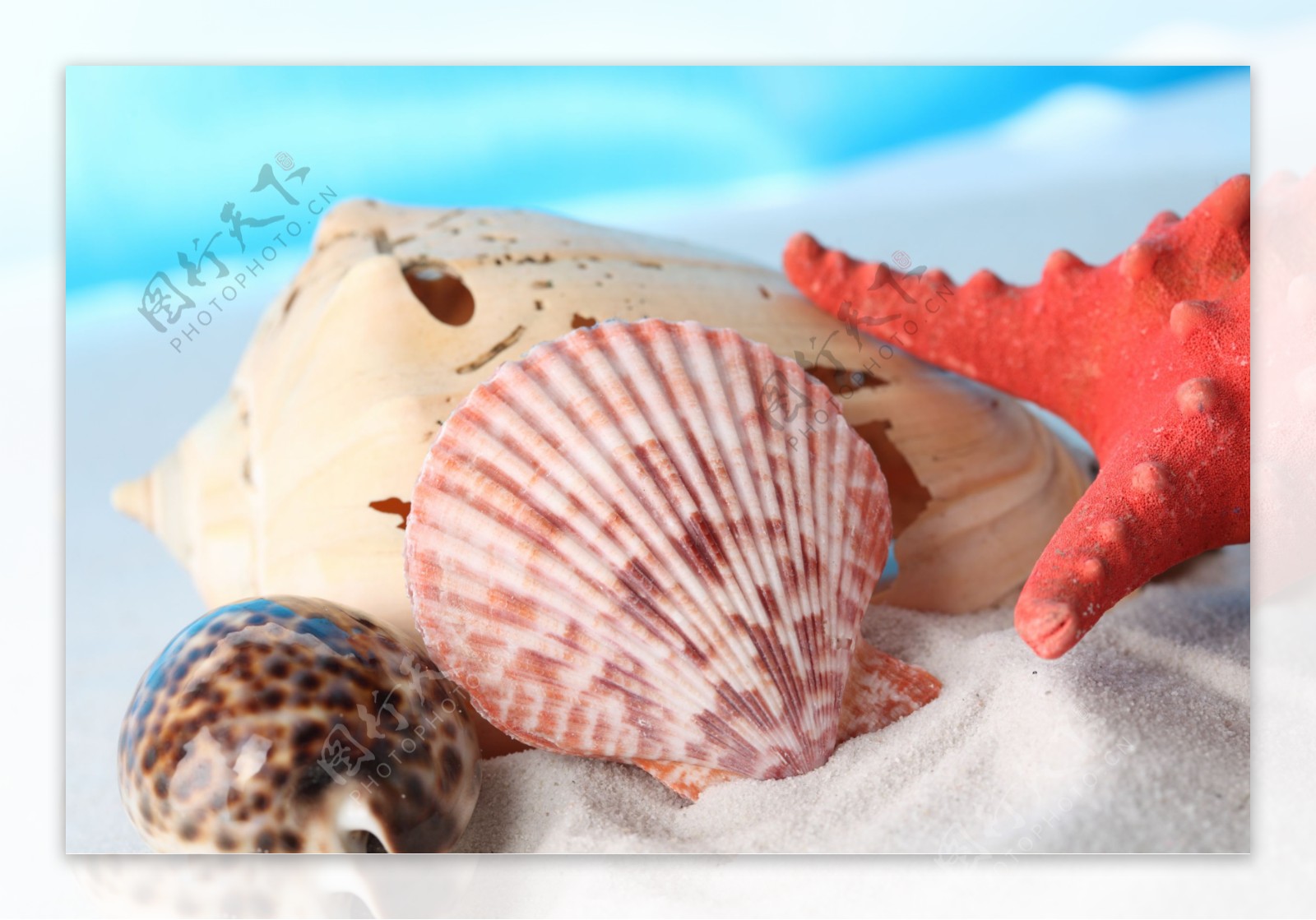 躺着的海螺海星贝壳