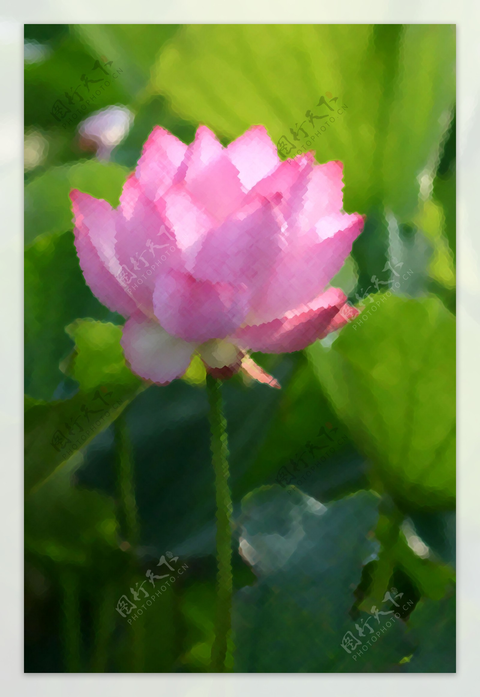 荷花蓮花图片