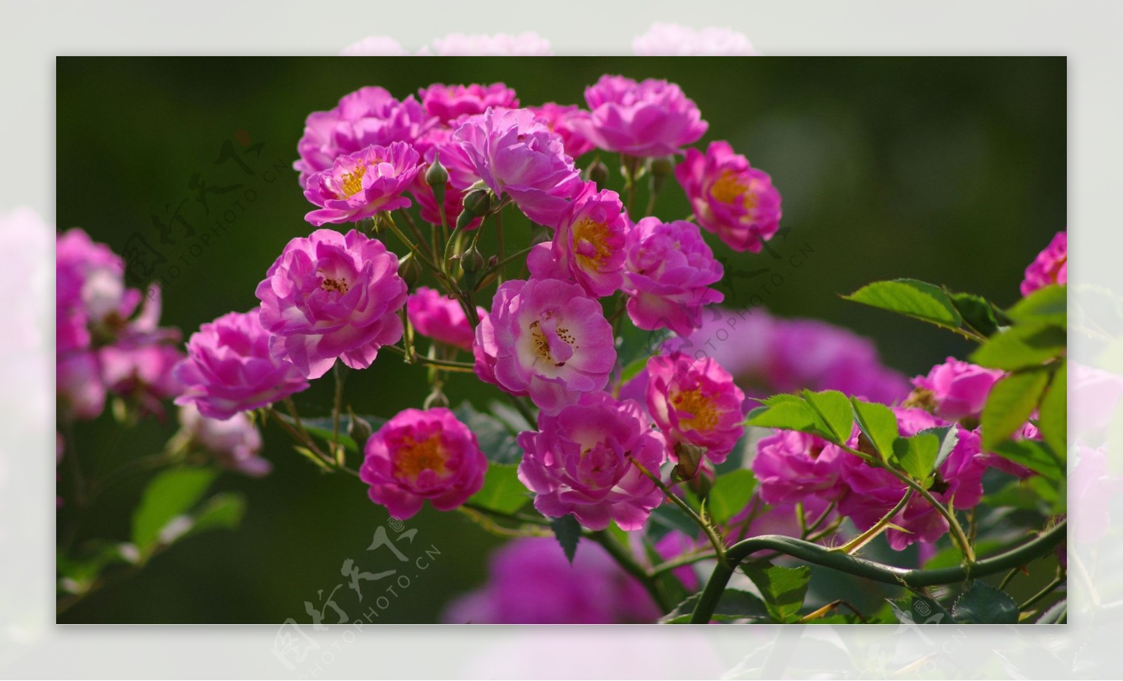 手绘粉红色蔷薇设计图_花朵素材装饰装修素材免费下载(图片编号:4653452)-六图网