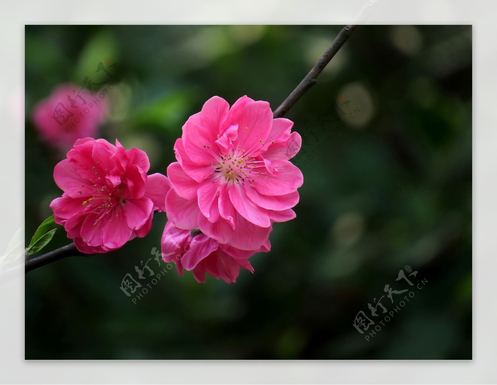 粉红色的桃花 - 免费可商用图片 - CC0素材网