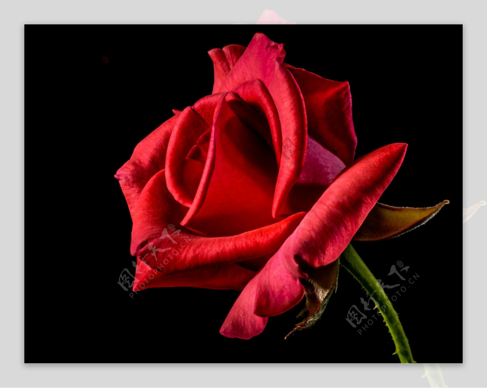 娇艳红玫瑰花图片