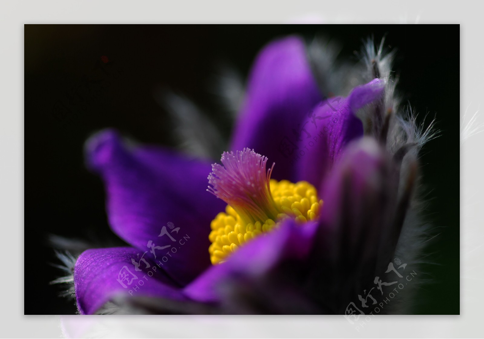 唯美紫色花朵图片