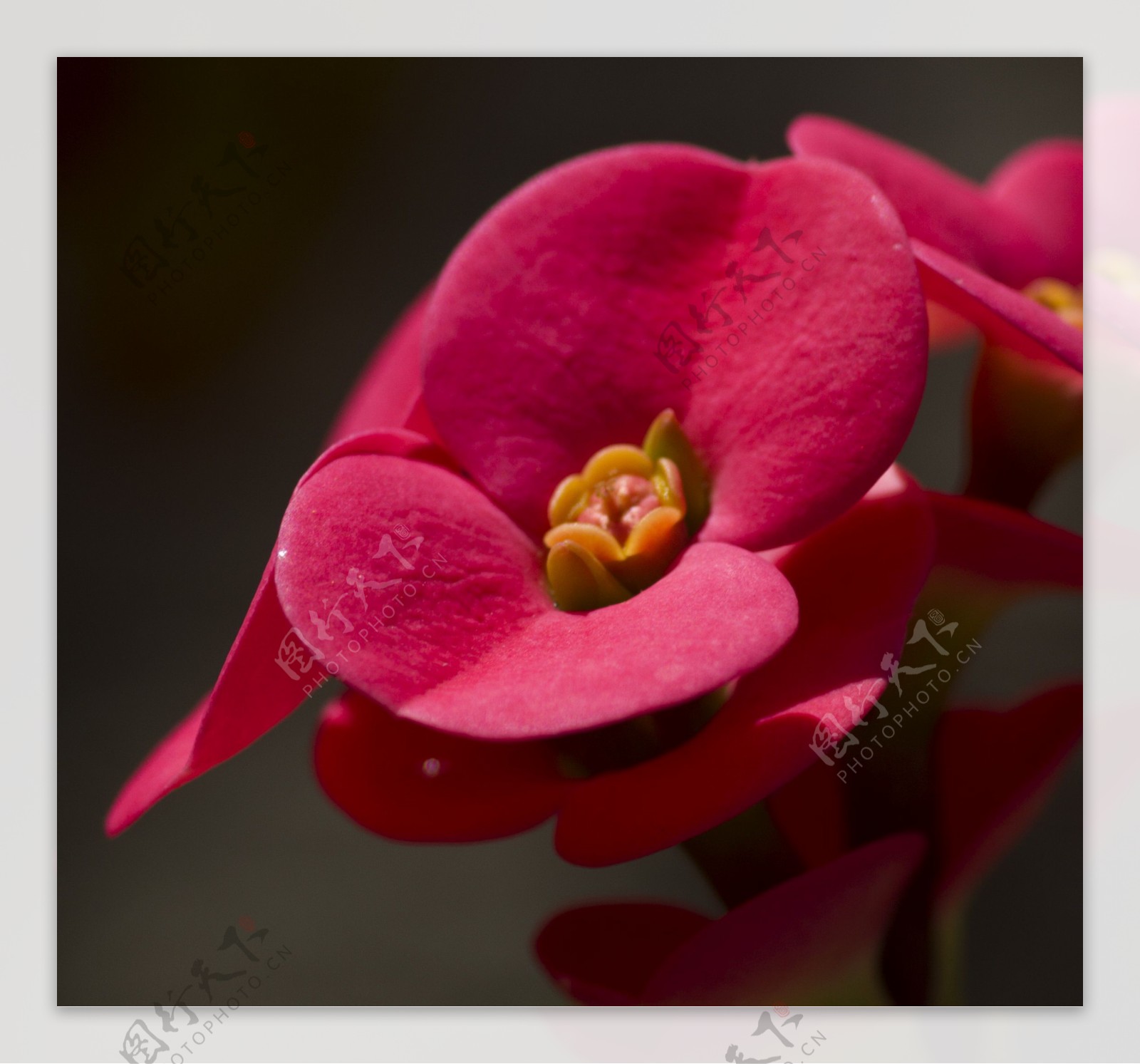 红色铁海棠花图片