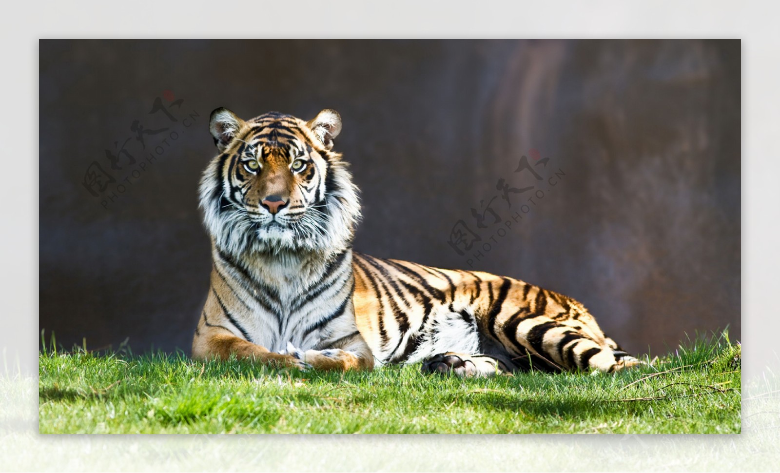 草地上的老虎图片