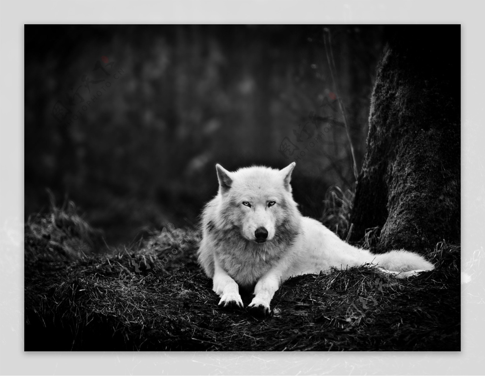 野生白狼图片