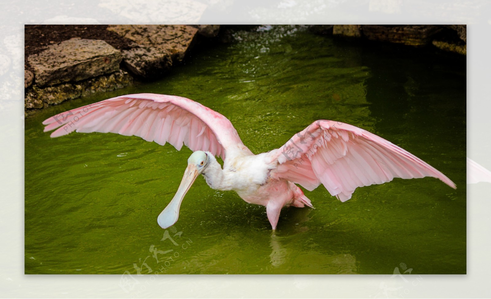粉红琵鹭高清图片