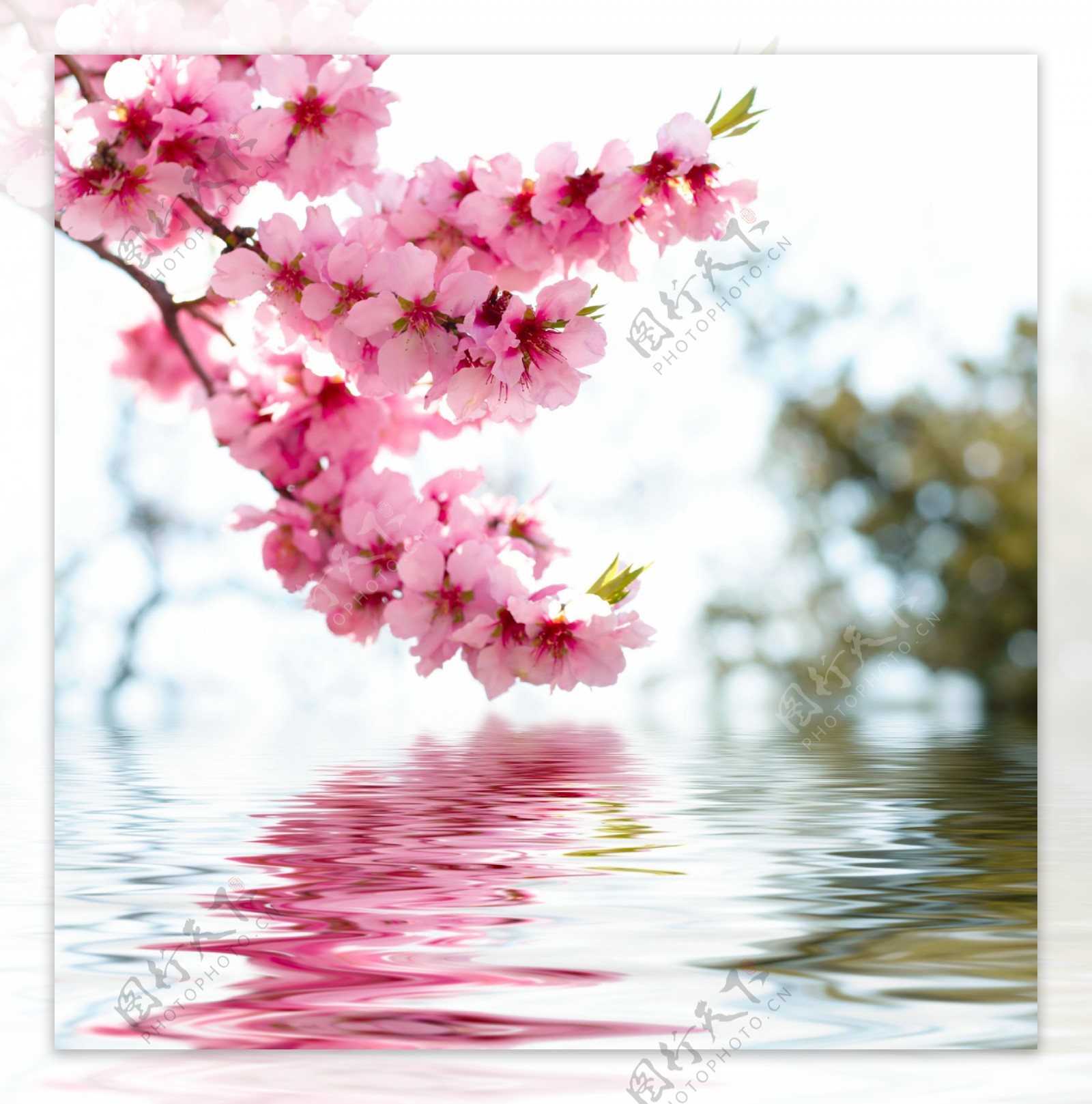 湖水上空的粉色樱花图片