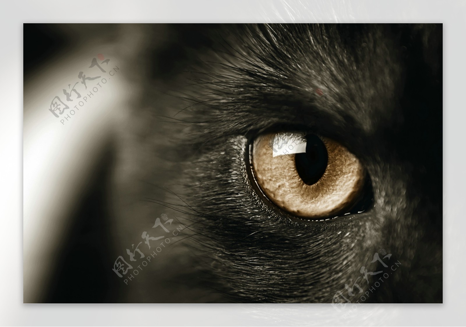 猫咪眼睛摄影