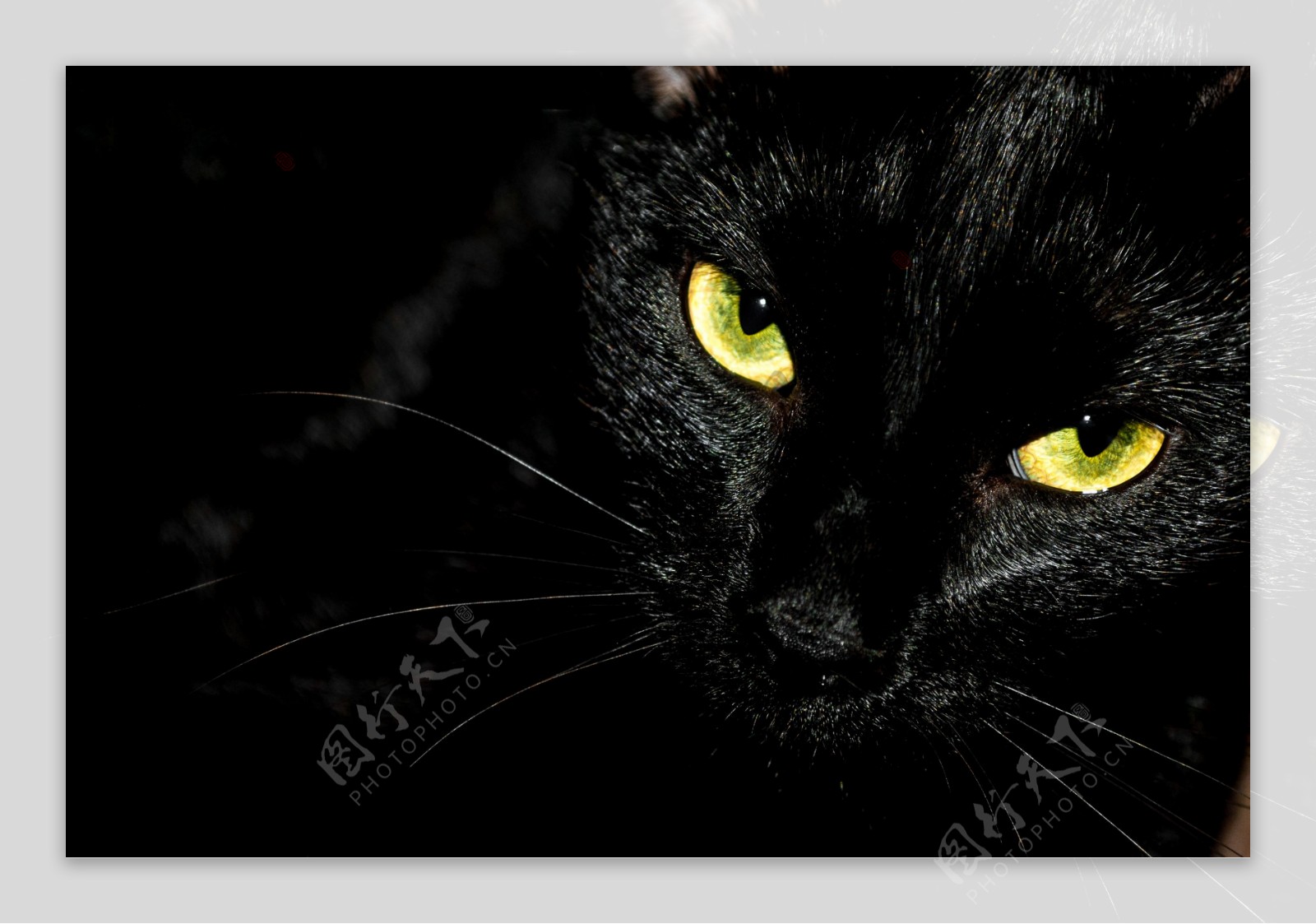 黑色猫咪眼睛特写