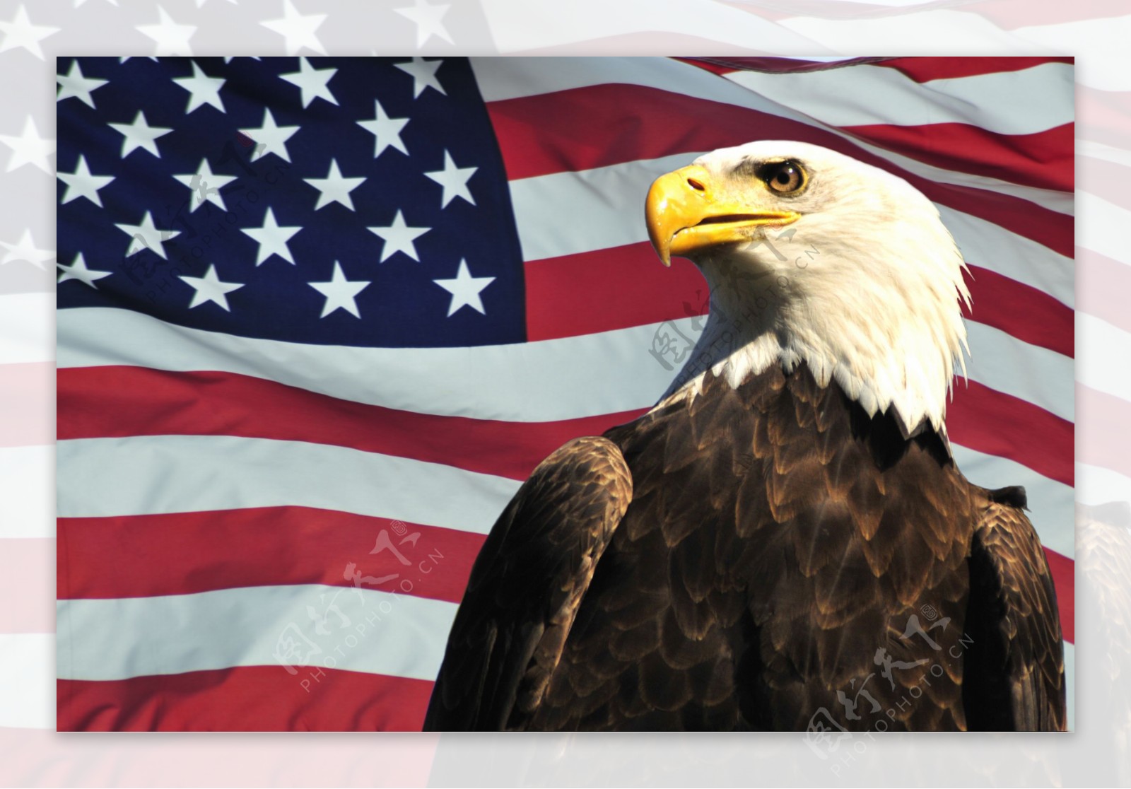 美国国旗与雄鹰图片