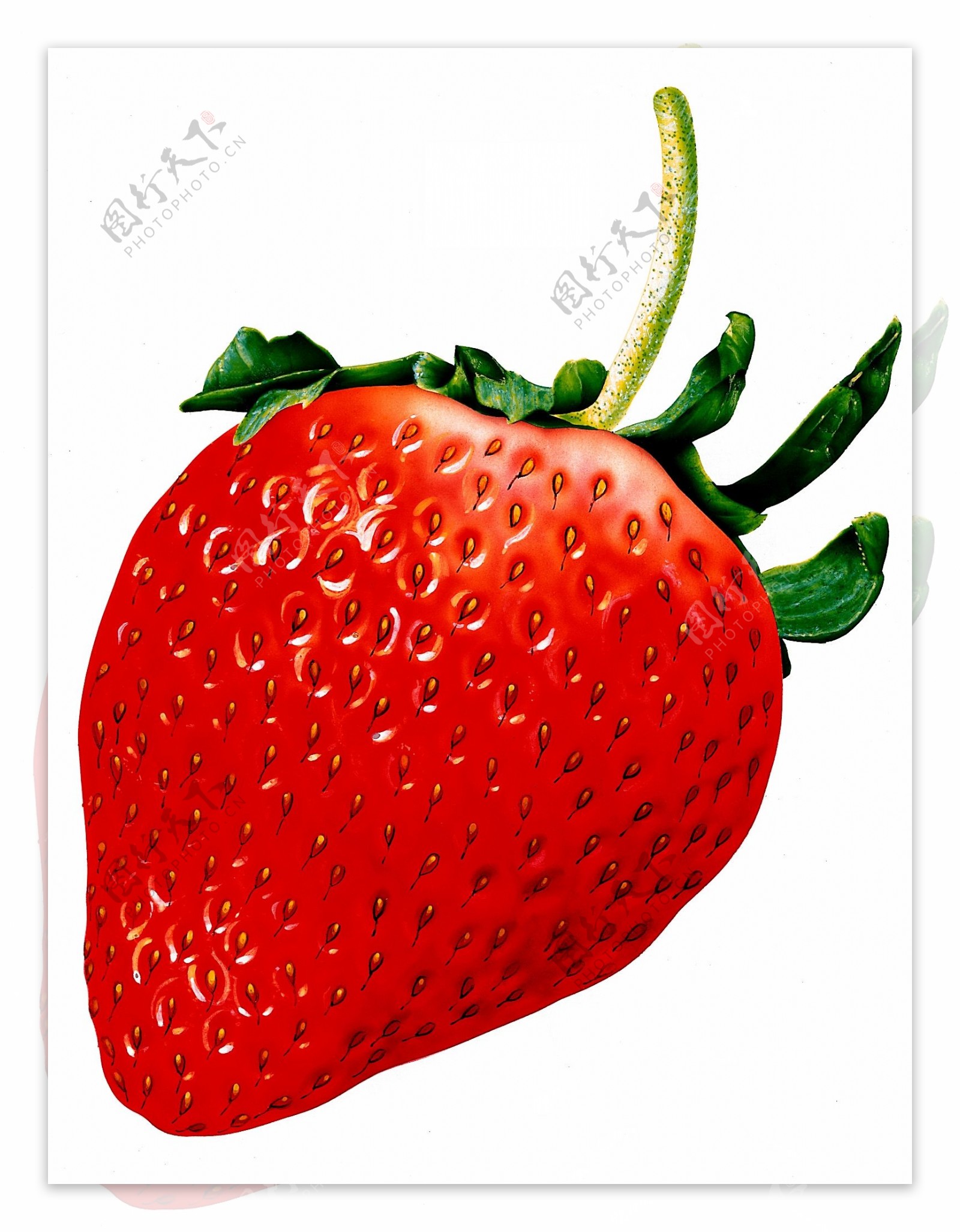 水果食物插图0078