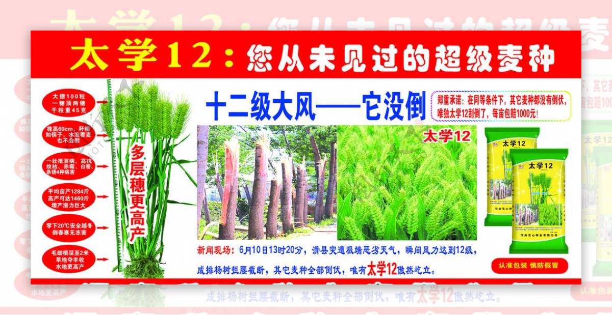 太学12麦种广告