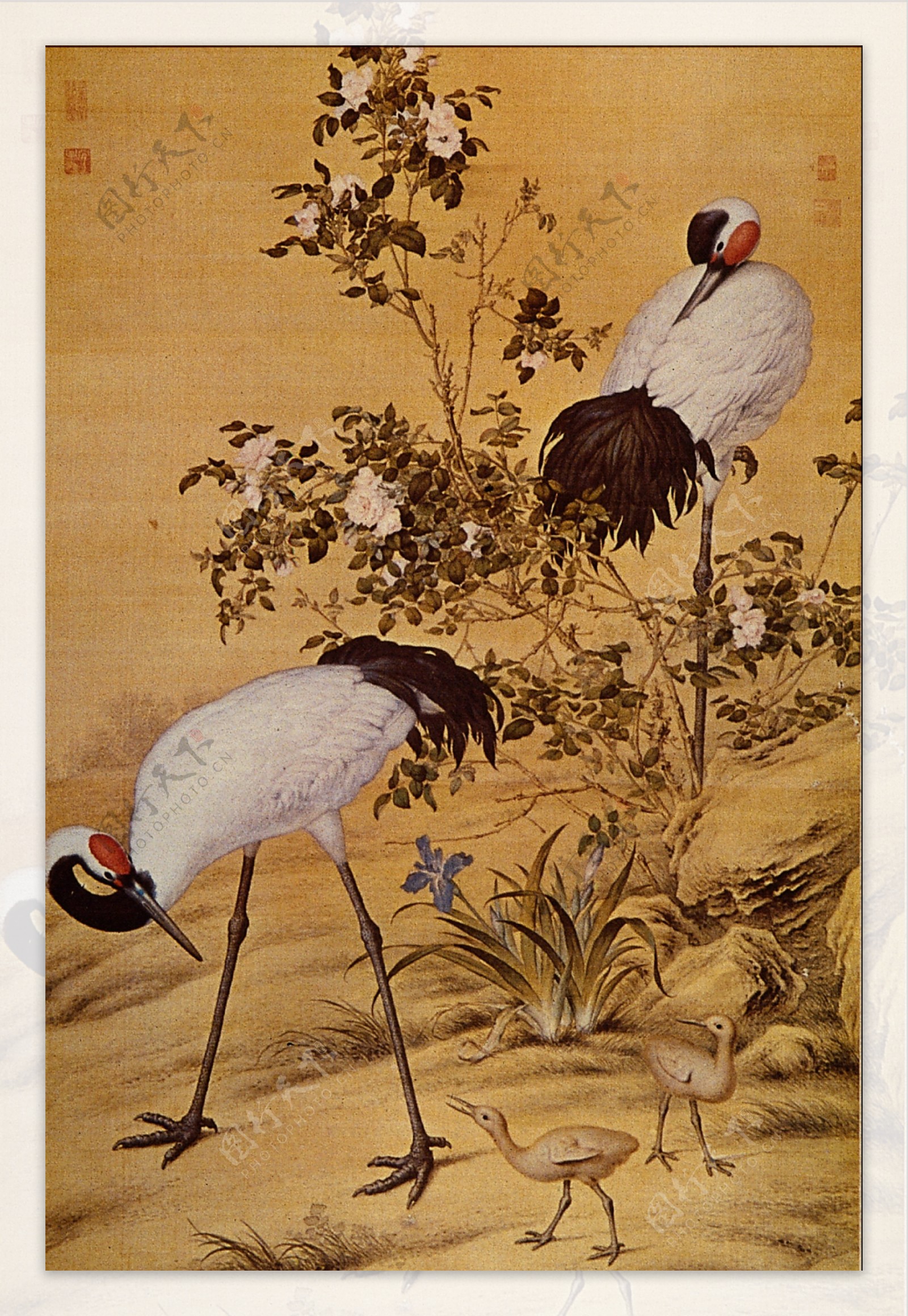 花鸟画中国古画0011