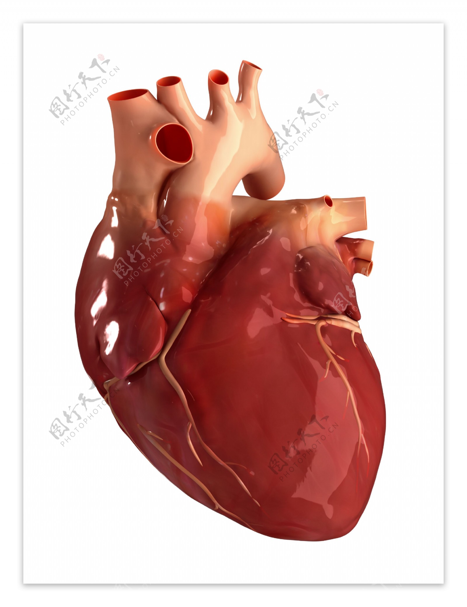 心脏器官模型图片