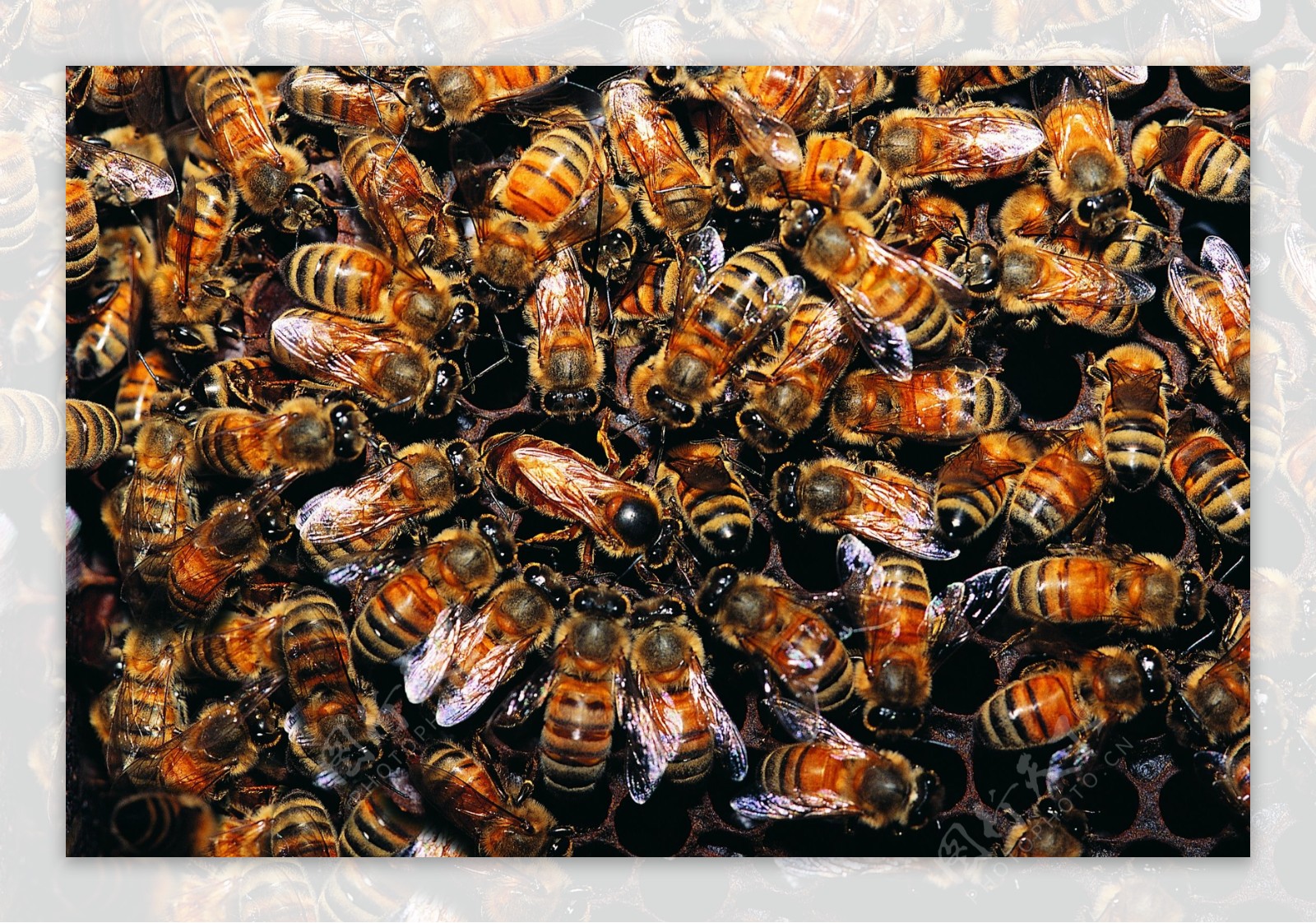 蜜蜂昆虫动物动物大图