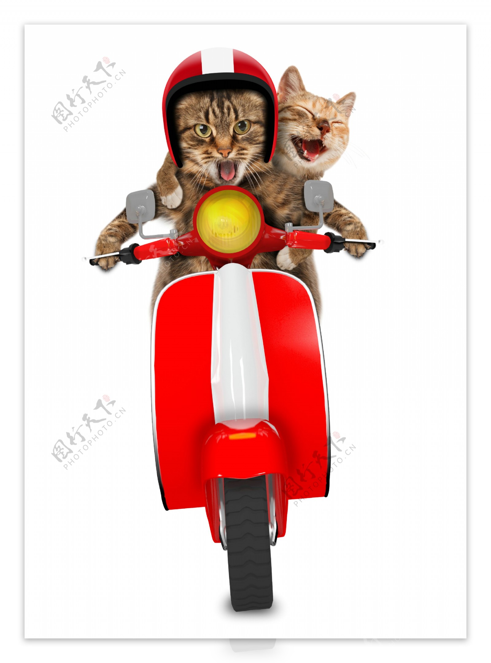 创意骑摩托车猫咪