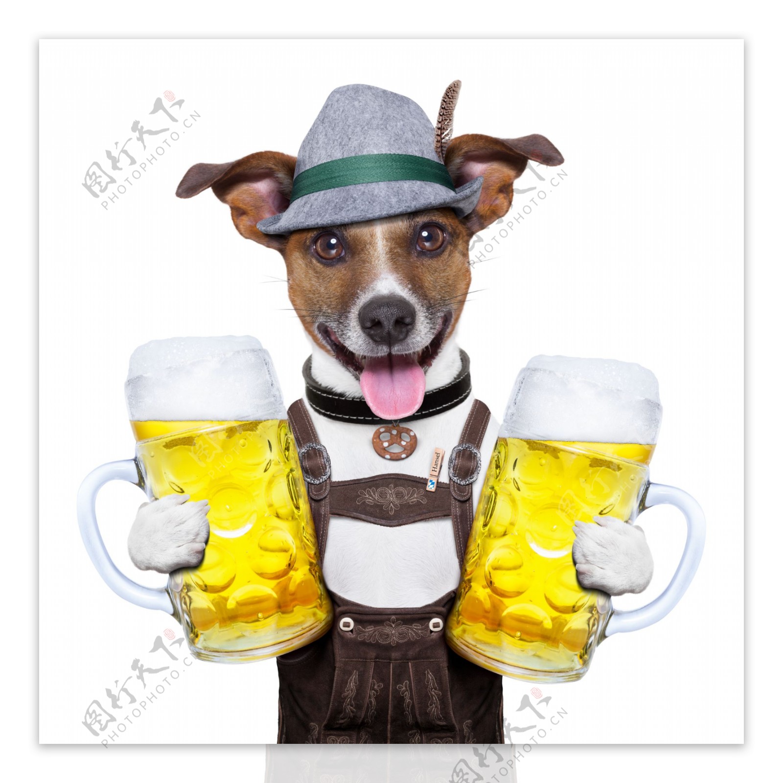 抱着啤酒杯子的狗狗