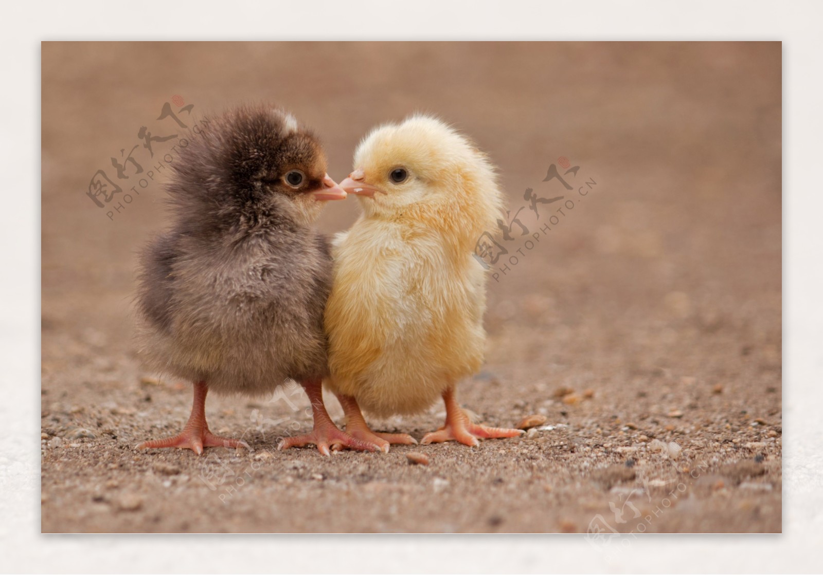 两只小鸡在草地上高清摄影大图-千库网