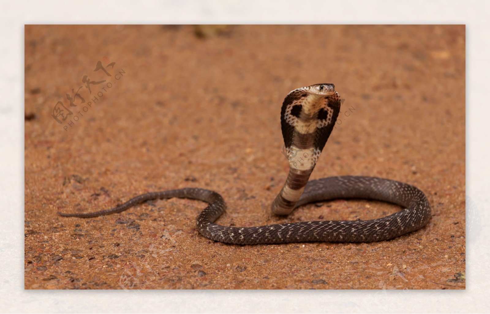 蛇中喷子——唾蛇(环颈射毒眼镜蛇) - 哔哩哔哩