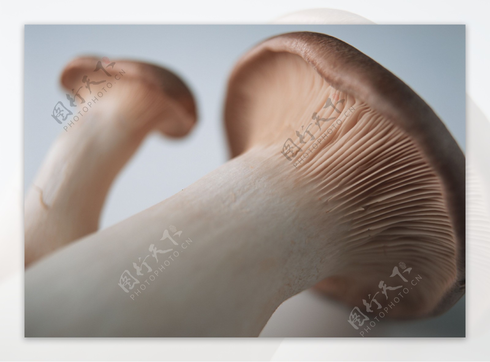 新鲜蘑菇摄影图片