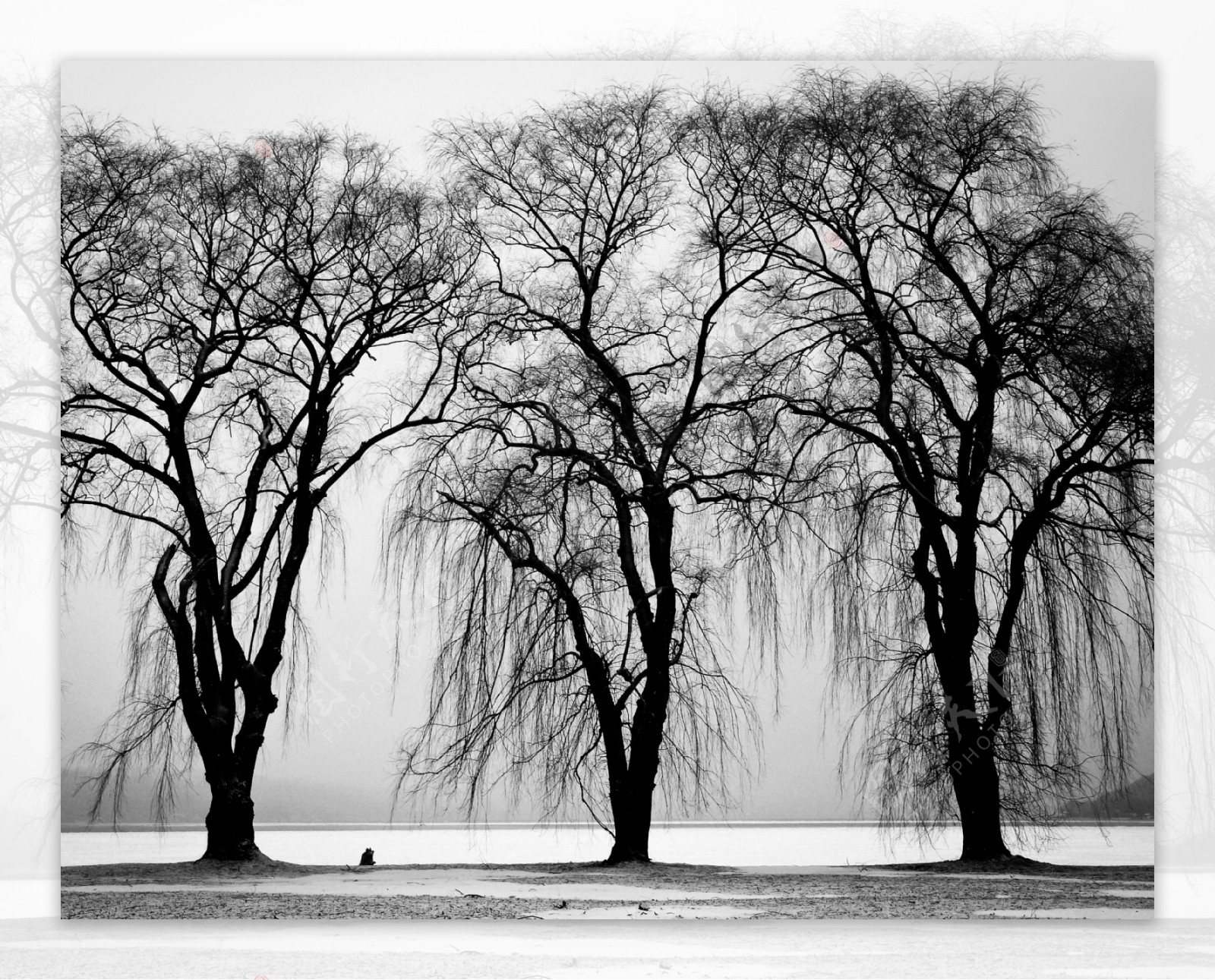 黑白色树木图片