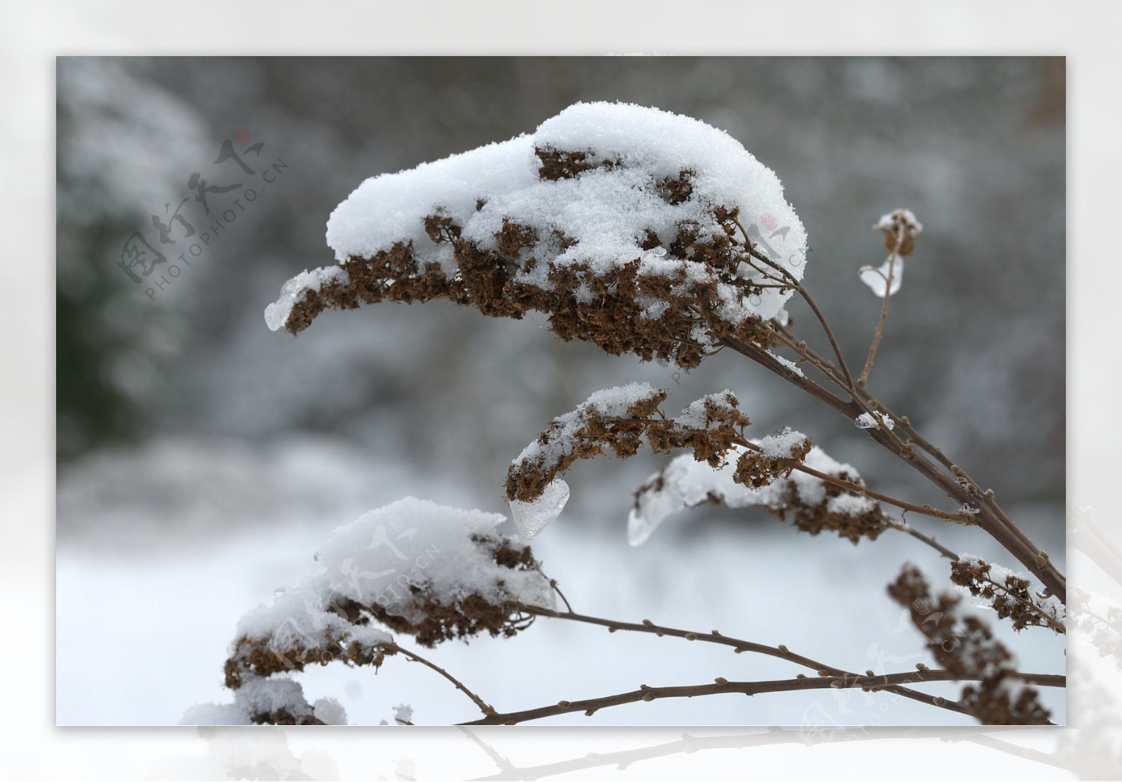 草上的积雪