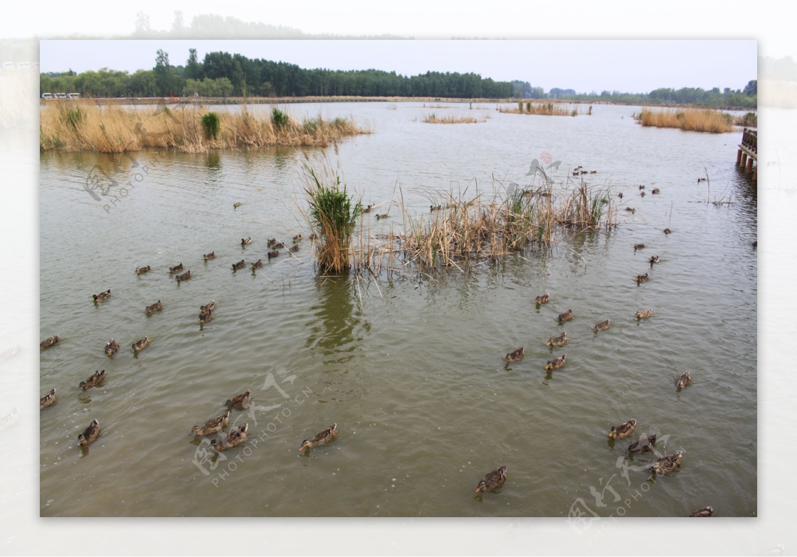 野鸭湖湿地公园图片