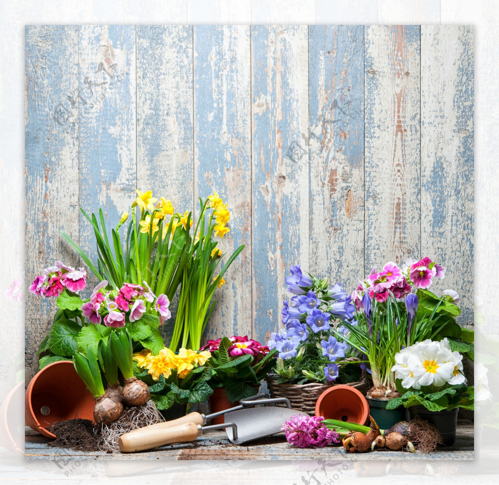 木板下的鲜花与园艺工具图片