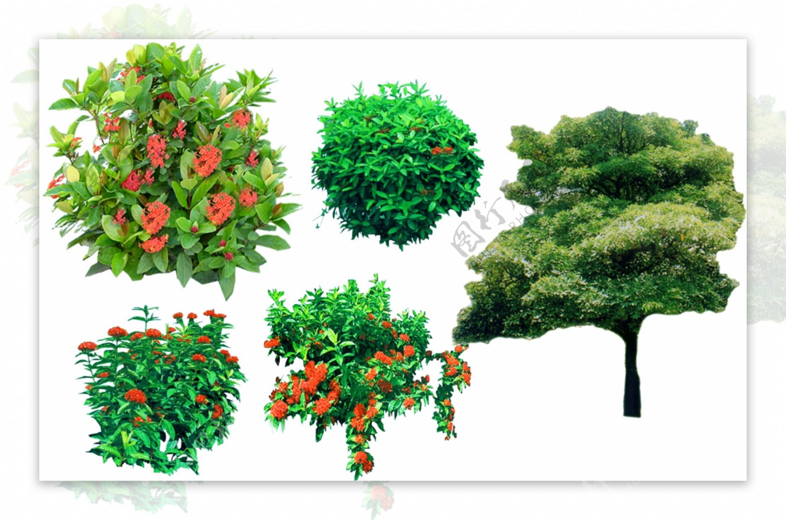 园林绿化植物树木图片