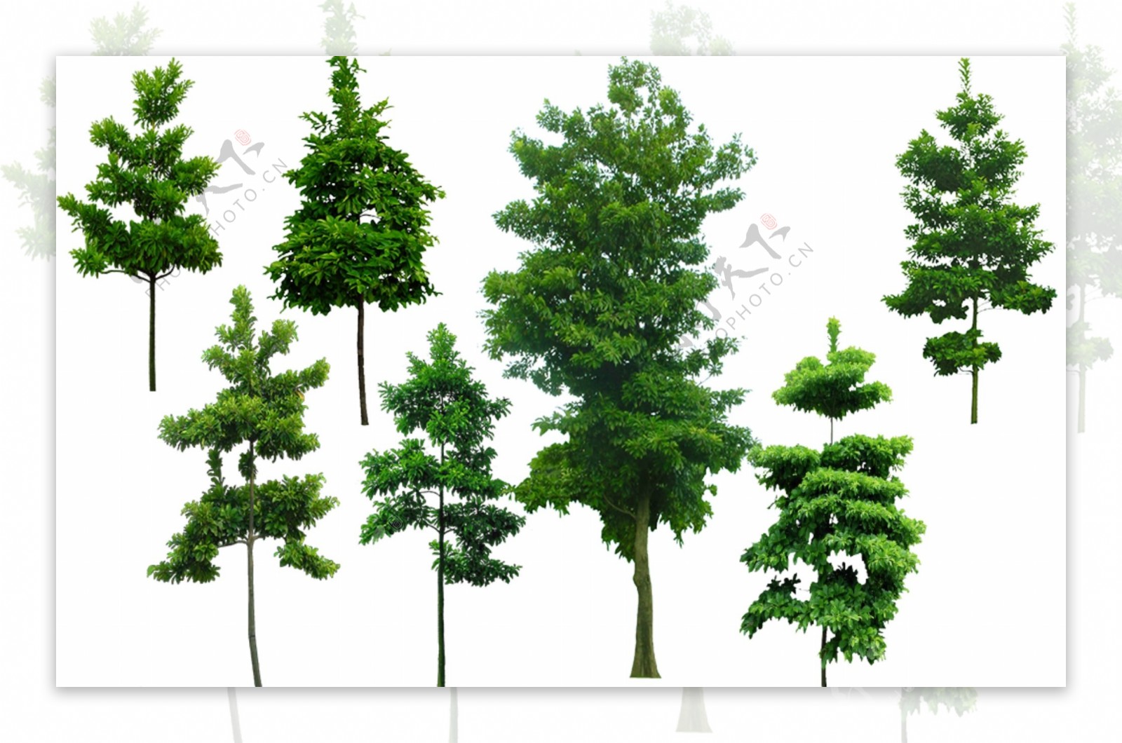 园林景观树木素材图片