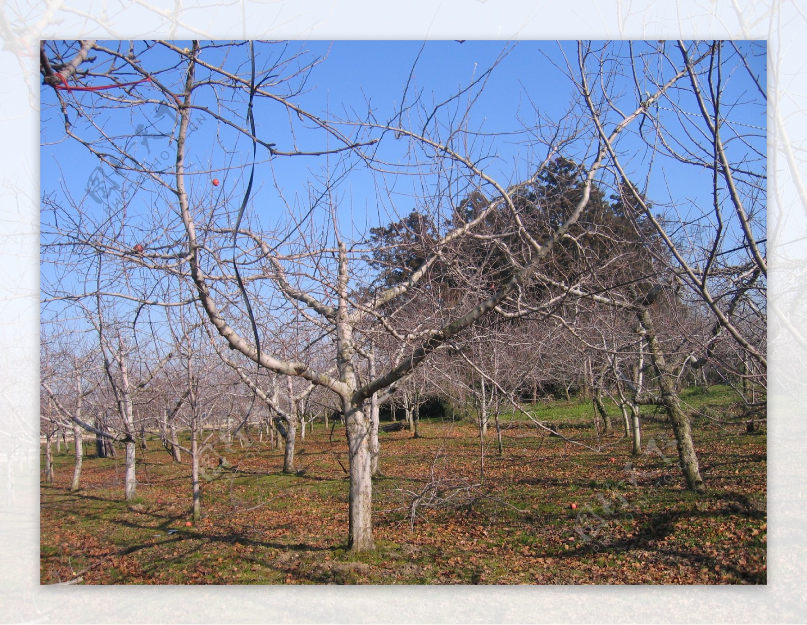 冬季苹果园图片