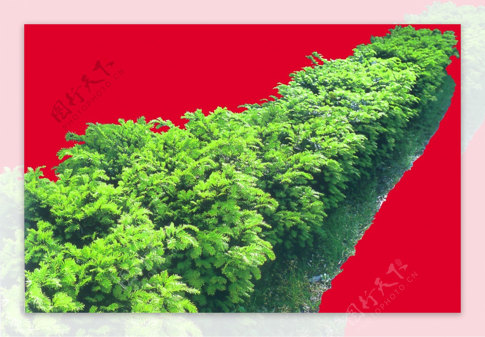灌木植物贴图素材建筑装饰JPG2034