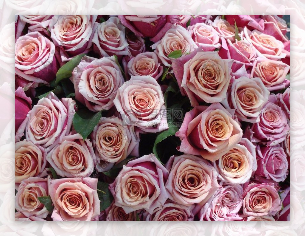 粉红色的漂亮玫瑰
