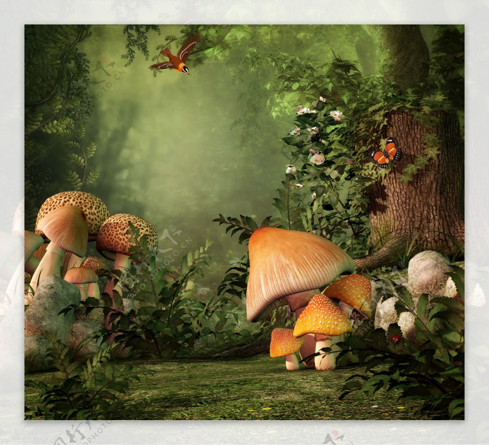 树林里的蘑菇图片