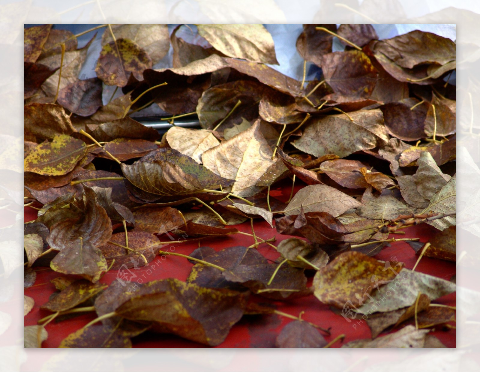 秋天落叶摄影图片