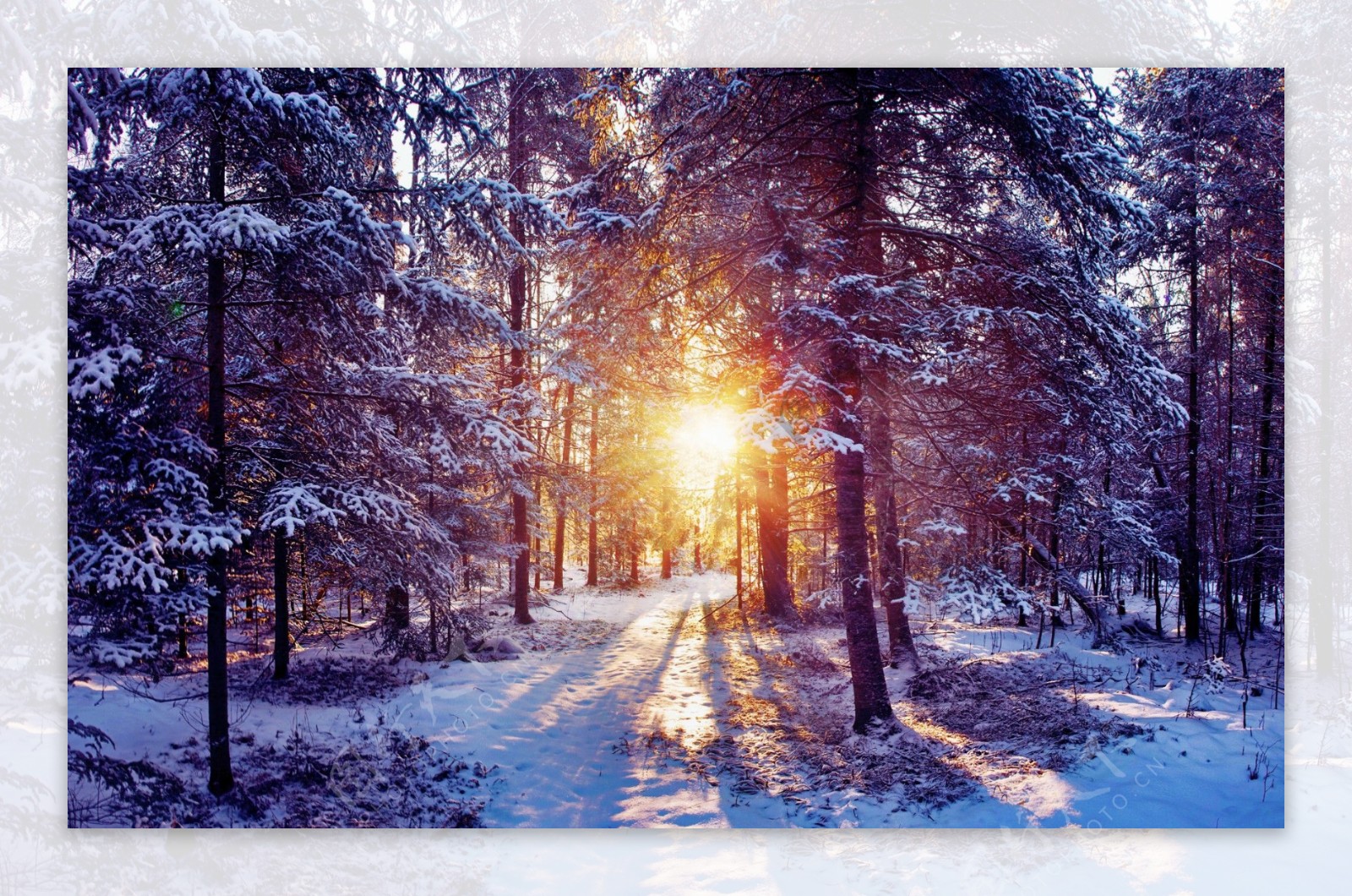 树林里的雪景图片