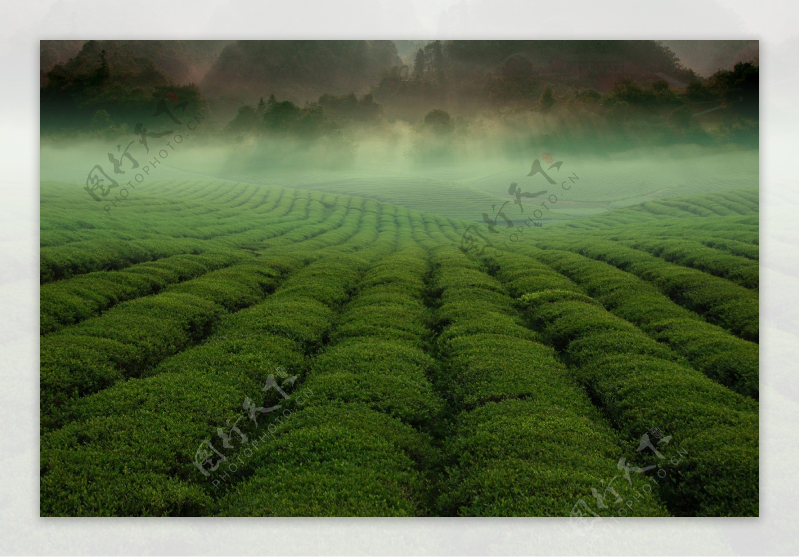 绿色茶园风景图片