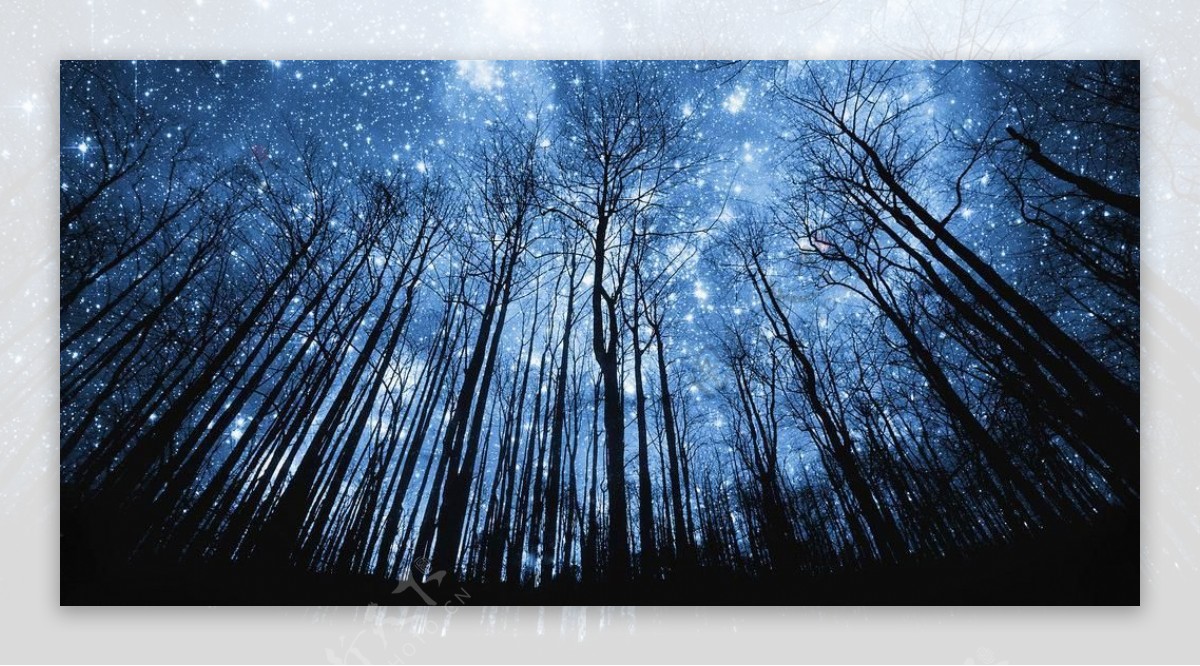 唯美夜晚树林风景图片