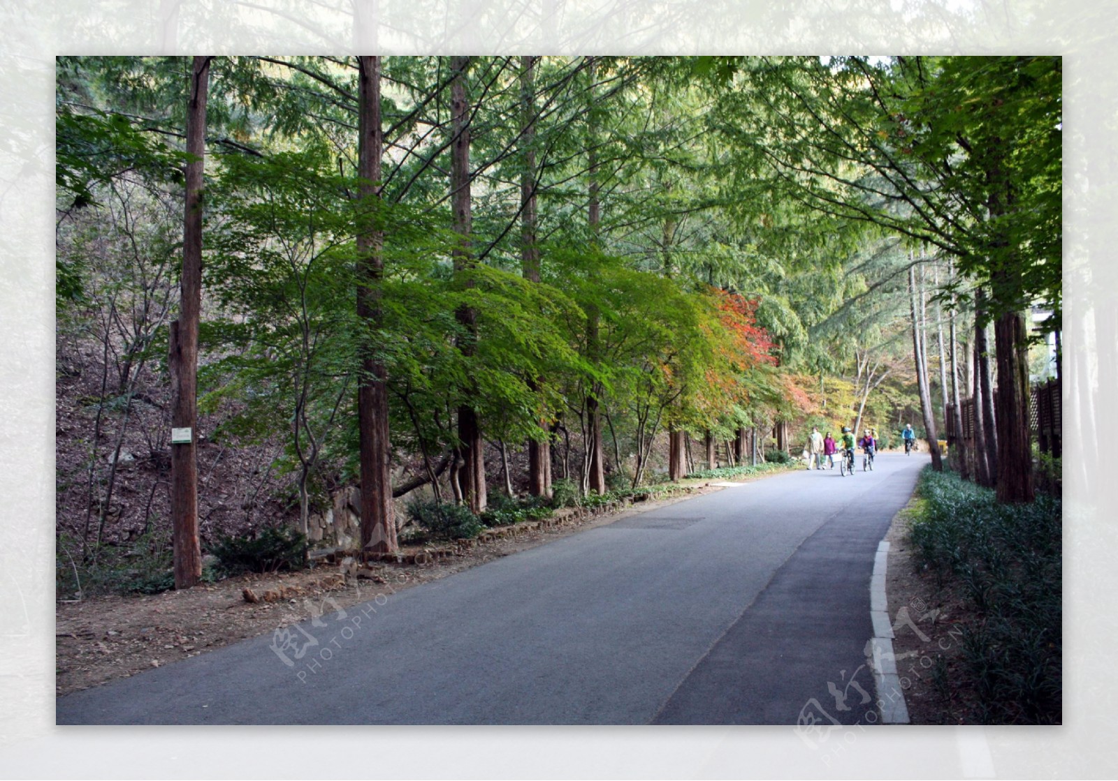 绿色树林公路风景图片